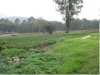 Coltivazione di un orto all&#039;ospedale Butare