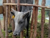 Progetto &quot;Vaches laitières&quot;
